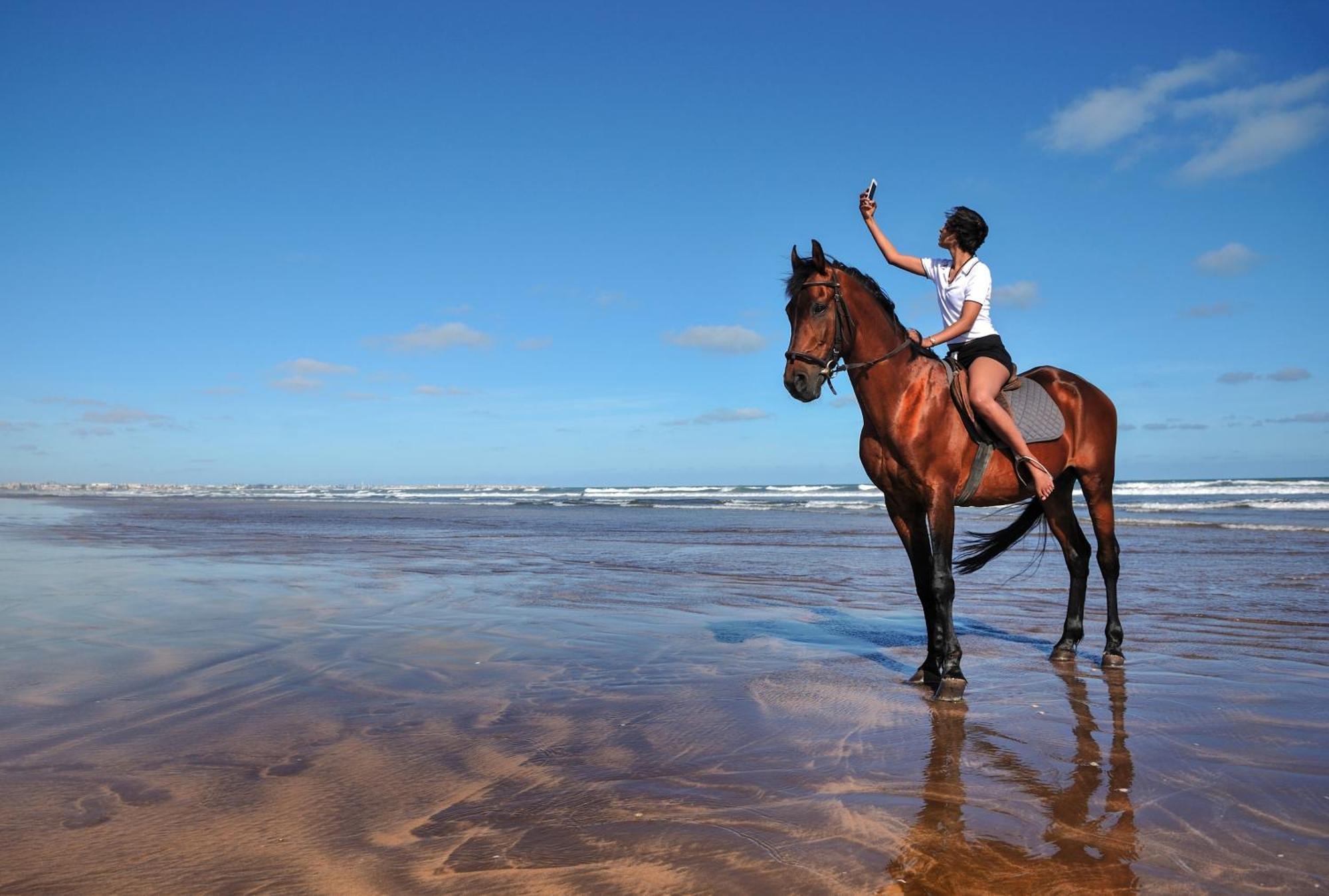 铂尔曼玛扎甘皇家高尔夫酒店及Spa 杰迪代 外观 照片 A horse on the beach